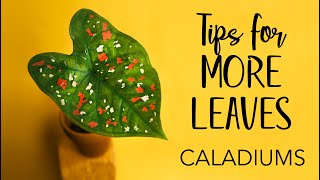 Caladiums Tips for more leaves [upl. by Ralyt7]