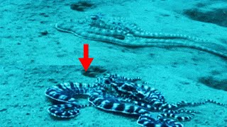 15 Interesting Facts About the Mimic Octopus [upl. by Agnese]