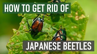 How to Get Rid of Japanese Beetles 4 Easy Steps [upl. by Acitel]