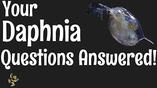 Daphnia Questions Answered [upl. by Ellah]