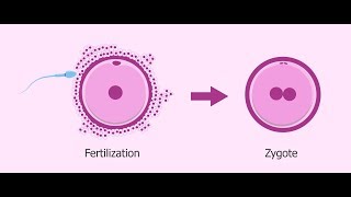 What is Zygote   Essential Science  Terms [upl. by Ennavoj51]