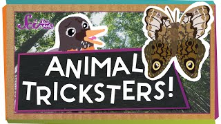 Animal Tricksters [upl. by Eugene]