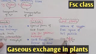 Gaseous exchange in plants  Stomata  Class 11 Biology [upl. by Ecnadnac]