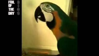 Funny Parrot Saying WTF WIN [upl. by Jammin990]