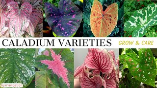 Caladium Plant Varieties Names plus Grow and Care Tips Heart of Jesus GabiGabi Angels Wings [upl. by Ennaeirrac]