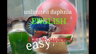 daphnia moina culture Easy way Unlimited production English  with sub Green water Chlorella [upl. by Yhotmit713]