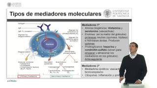 Mastocitos y Basófilos   UPV [upl. by Michaeline683]