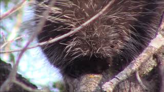 Porcupine eats through tree bark [upl. by Eniale857]