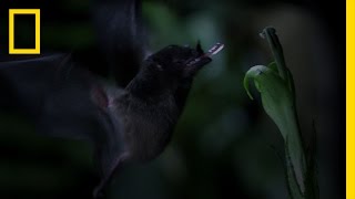 TubeLipped Nectar Bat  Untamed Americas [upl. by Trofmoc442]