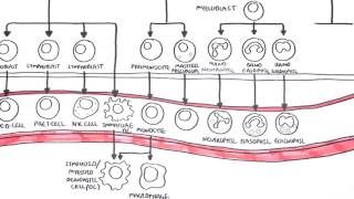 An introduction to Haematopoesis [upl. by Weidner]