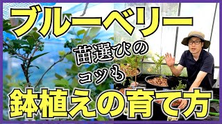 【ブルーベリー】鉢植えで簡単に育てる方法【気候に合わせてタイプを選ぼう】自宅で果樹栽培 [upl. by Trixie]