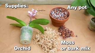 How to Repot an Orchid [upl. by Mattias]