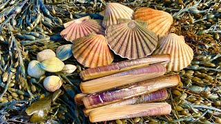 Coastal Foraging for Scallops Mussels Cockles Oysters and Clams with beach fire pit cook up [upl. by Savick]