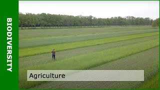 Biodiversity and agriculture with Dirk van Apeldoorn [upl. by Wolsky]