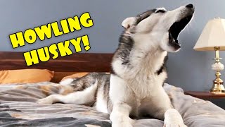 Howling Husky  My Dog Teaches Me to Howl [upl. by Siuraj]