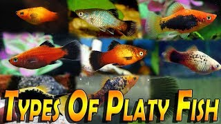 Types Of Platy Fish Varieties of Platy Fish Xiphophorus [upl. by Aicertap]