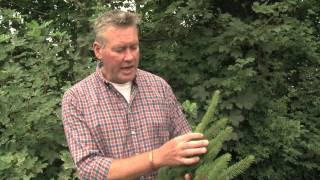 Identifying Norway Spruce [upl. by Enyalb282]