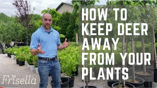 3 Ways to Keep Deer Away From Your Plants  Frisella Nursery [upl. by Elatnahc48]