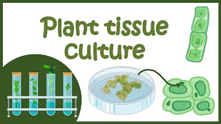 Plant tissue culture overview [upl. by Sheeran384]