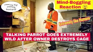 SWEARING PARROT Goes BERSERK After Owner Destroys Cage [upl. by Norry]