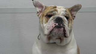 Why English Bulldogs are THE BEST and the worst [upl. by Donn]