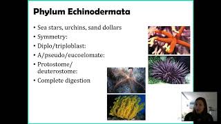 Phylum Echinodermata [upl. by Htiekal152]