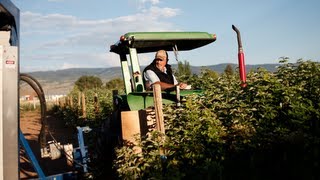 The Amazing Raspberry Harvester [upl. by Lenneuq]