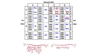 How to read a codon chart [upl. by Griff333]