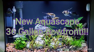 New Aquascape on 36 Gallon Bowfront Aquarium [upl. by Tilagram]