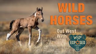 Photographing Wild Horses in Utah [upl. by Ttenyl]