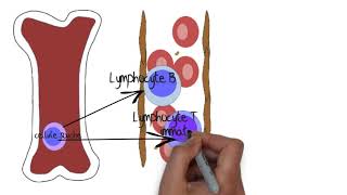 Comprendre le système lymphatique [upl. by Nivek234]