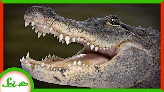 The Secret of Regeneration in Alligators [upl. by Nage]