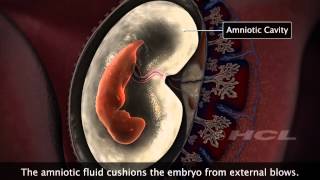 HCL Learning  Embryonic Development in Humans [upl. by Ahsiyt]