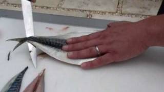 Passionate About Fish  How to fillet a Mackerel [upl. by Herminia]