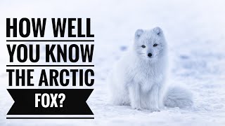 Arctic Fox  Description Characteristics and Facts [upl. by Bjorn570]