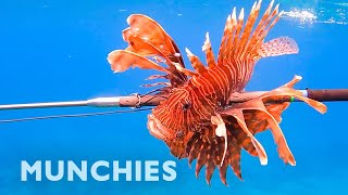 Hunting amp Eating The Venomous Lionfish [upl. by Areval]