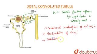 DISTAL CONVOLUTED TUBULE DCT [upl. by Audun]