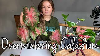 Overwintering Indoor Caladium  Storing Caladium During Winter [upl. by Settle]