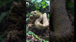 Roughscaled Bush Viper  Atheris hispida [upl. by Aileduab]