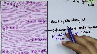 Connective Tissue Cartilage [upl. by Barth]