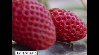 Comment récolter et cuisiner des fraises [upl. by Anikahs]