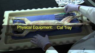 Cat Dissection Muscular System Part 1 [upl. by Chuch790]