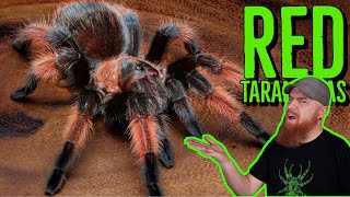 Top 10 RED Tarantulas that YOU NEED [upl. by Townie872]