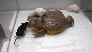 Giant African Bullfrog eats adult mice Warning live feeding [upl. by Ahsaret]