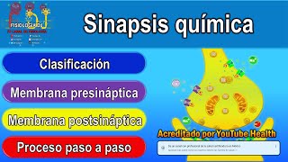 SINAPSIS QUÍMICA  Sinapsis neuronal  Que son las sinapsis [upl. by Ainekahs743]