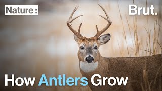 How Antlers Grow [upl. by Clio]