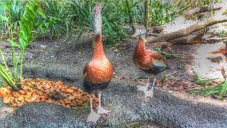 Black Bellied Whistling Duck Call [upl. by Aneleh]