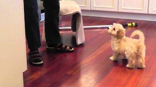 Bonnie our adorable 3 month old Havanese puppy does her tricks [upl. by Hatty]