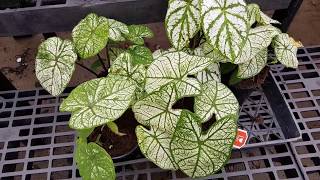 How to grow Caladiums  Donna Joshi [upl. by Harvey]