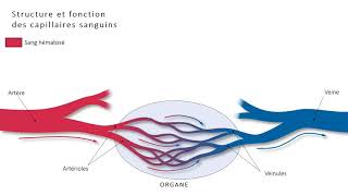 1ST2S  Structure et fonction de capillaires [upl. by Aivilys]